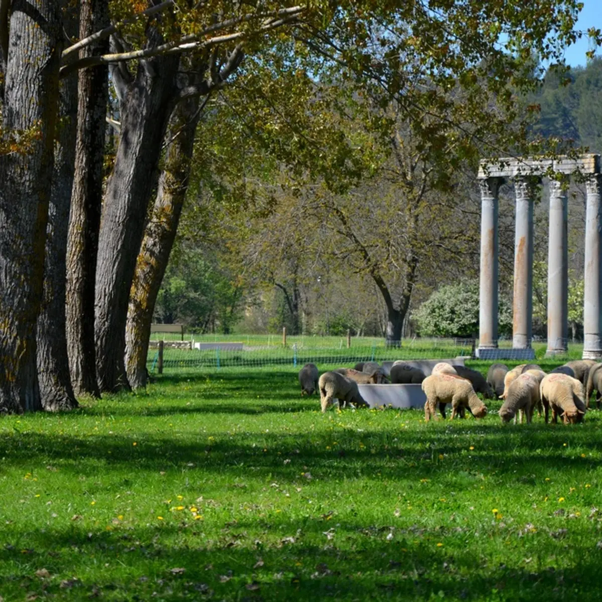 A l'ombre des colonnes