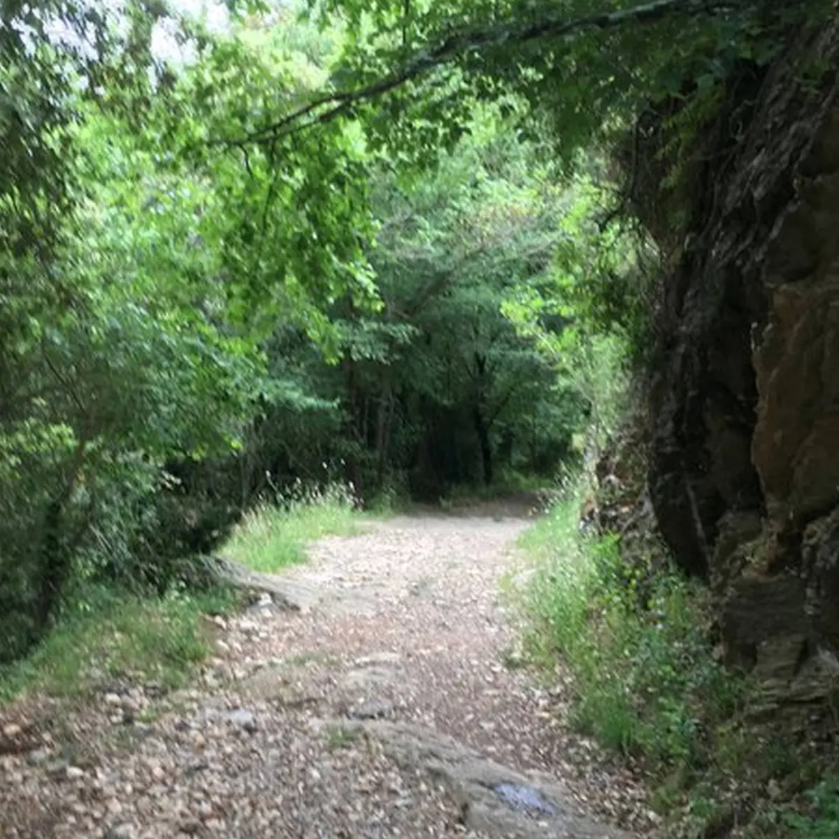 Sentier ombragé sortant de la forêt