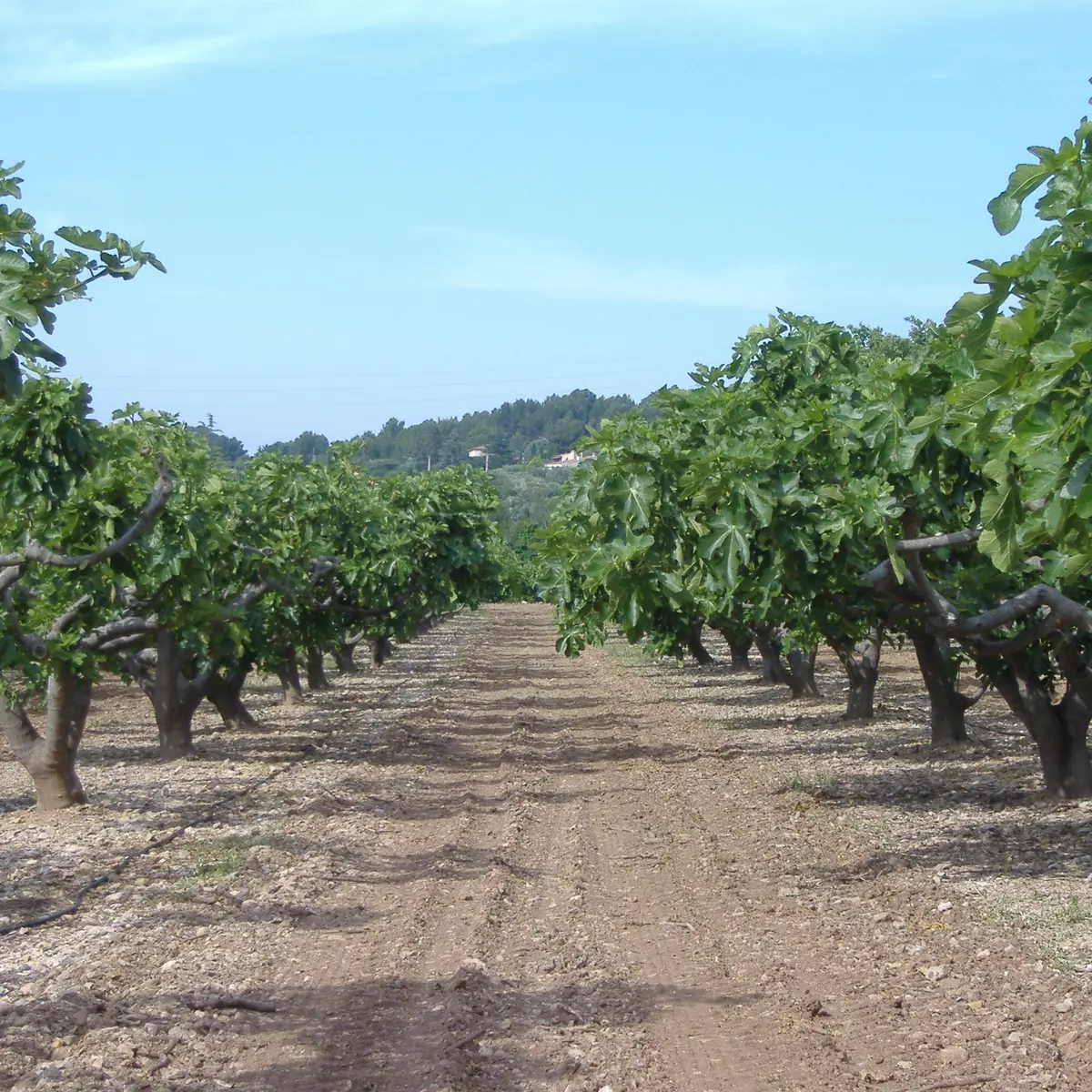 Fruits et légumes de saison
