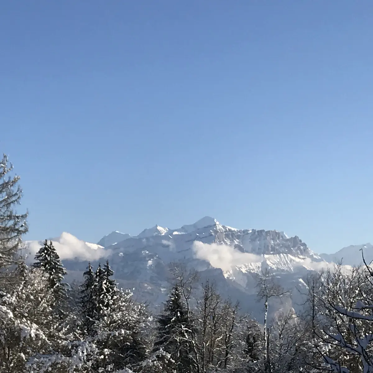 Balade en raquettes à l'affût des grands animaux