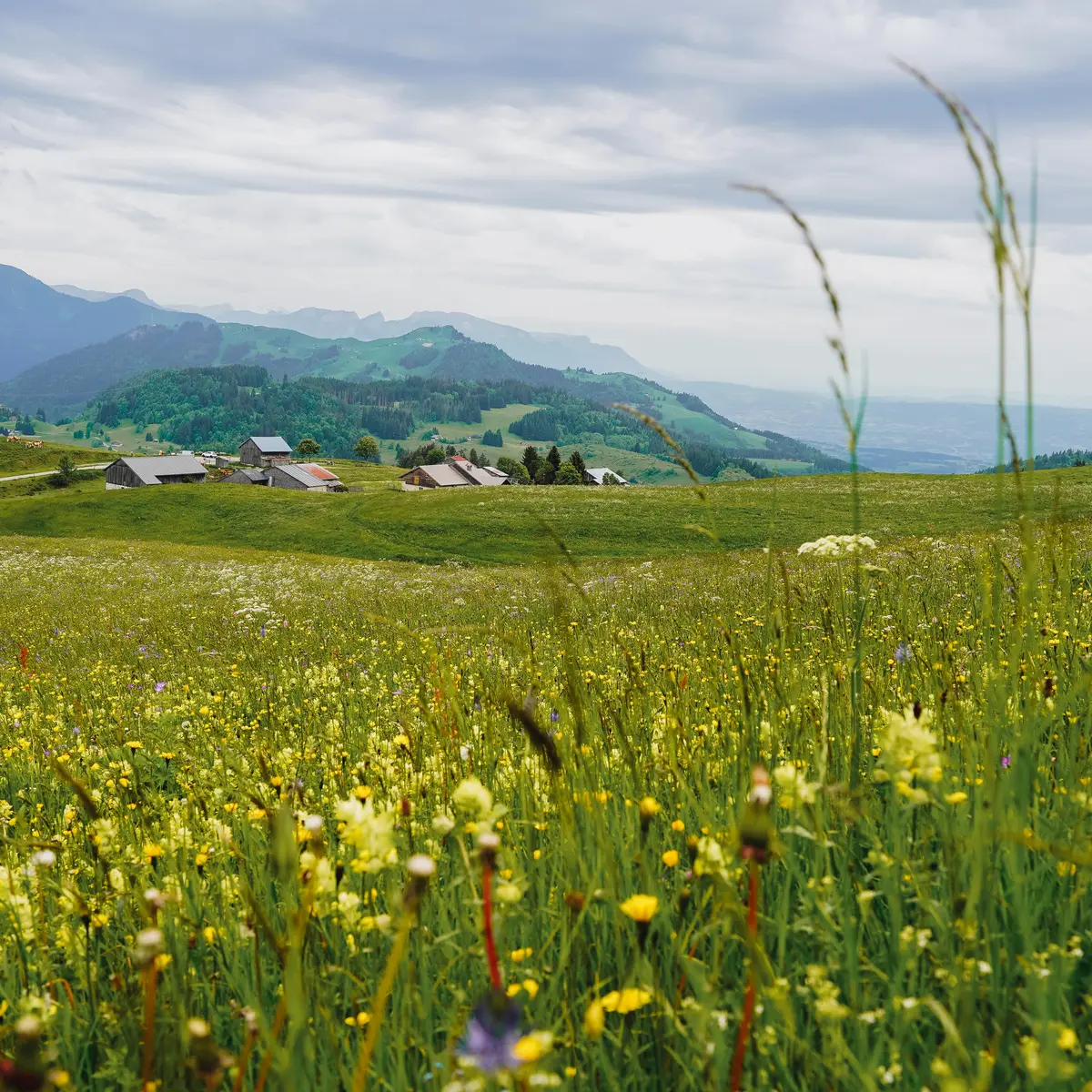 Plateau de Plaine Joux