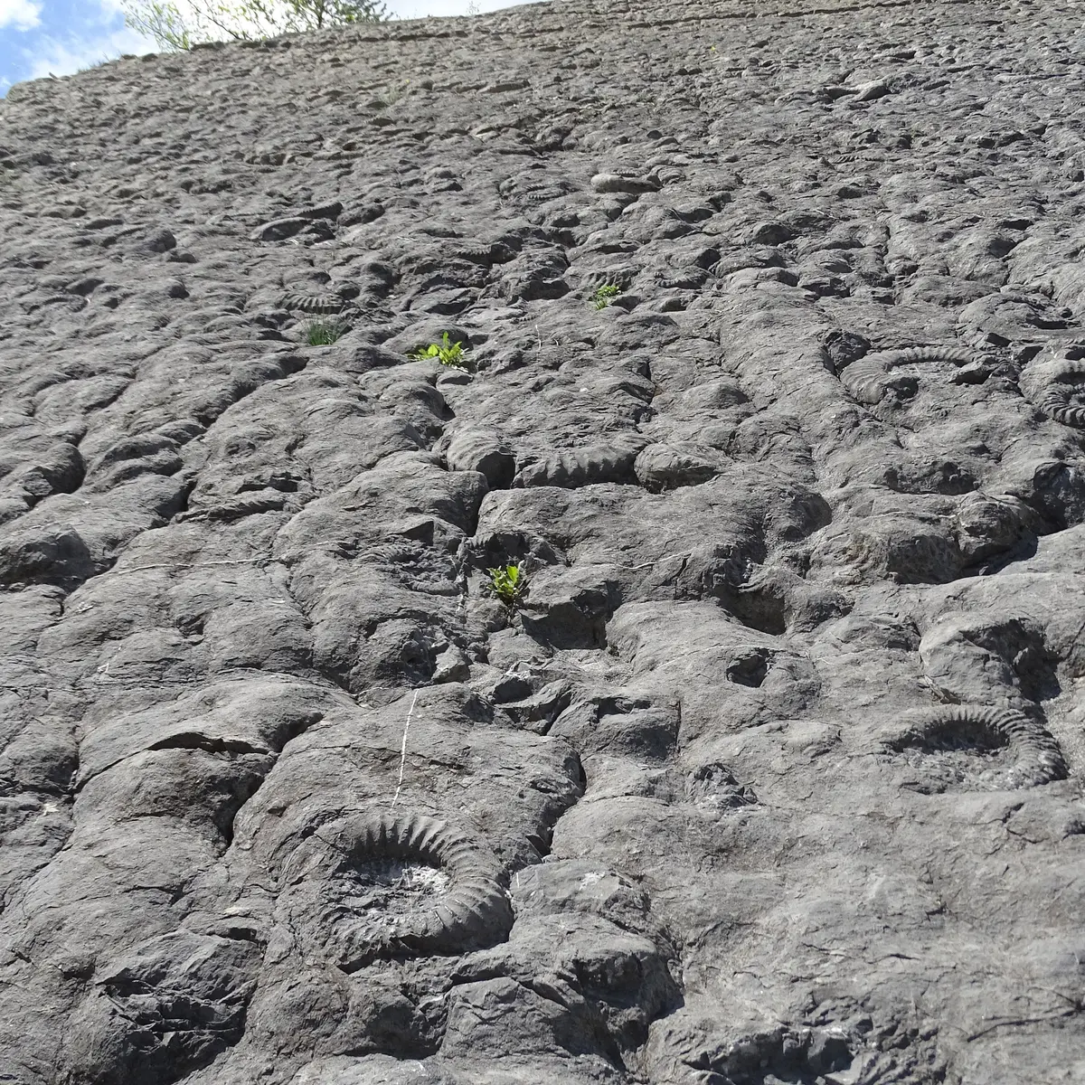Dalle aux ammonites