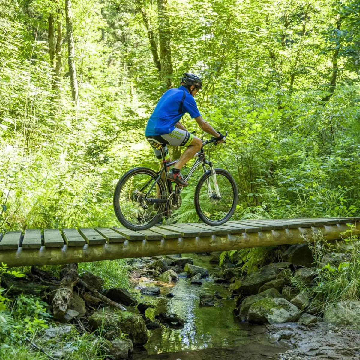 Passage suspendu : entre les arbres et au-dessus de l'eau