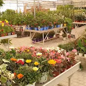 plantes