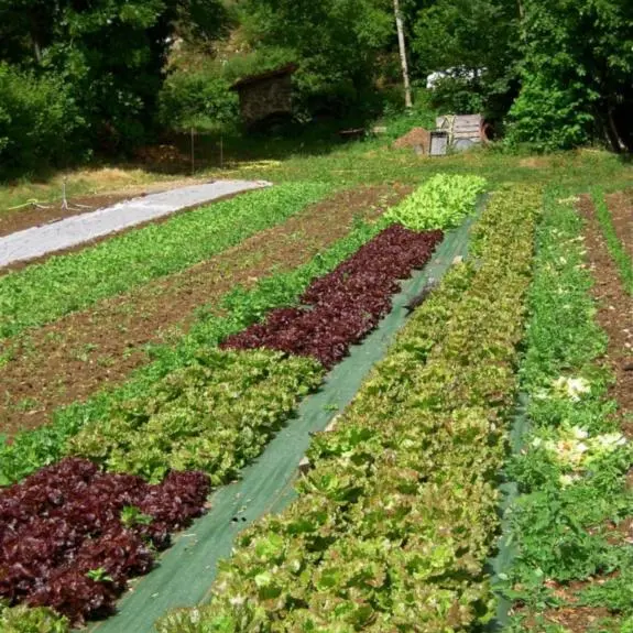 Légumes bio le jardin des Charmettes - salades
