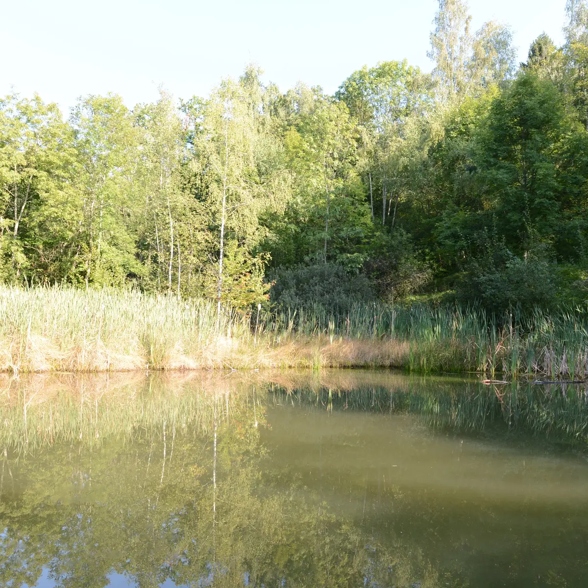 étang du parc de Neuvecelle