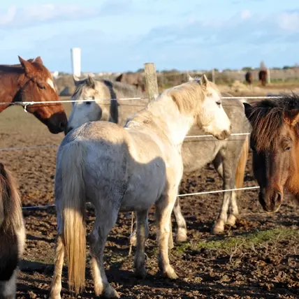 Cours d'équitation