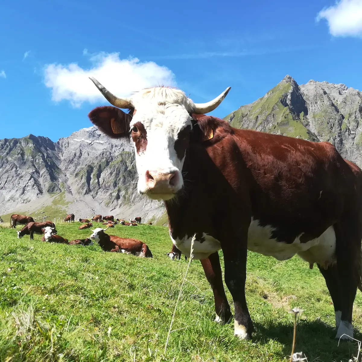 Col des Aravis