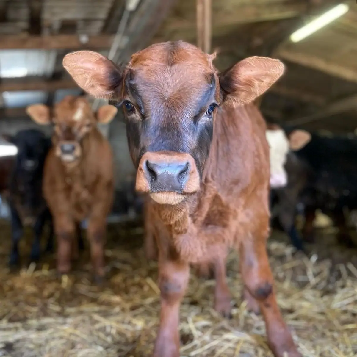 Ferme du Mercantour