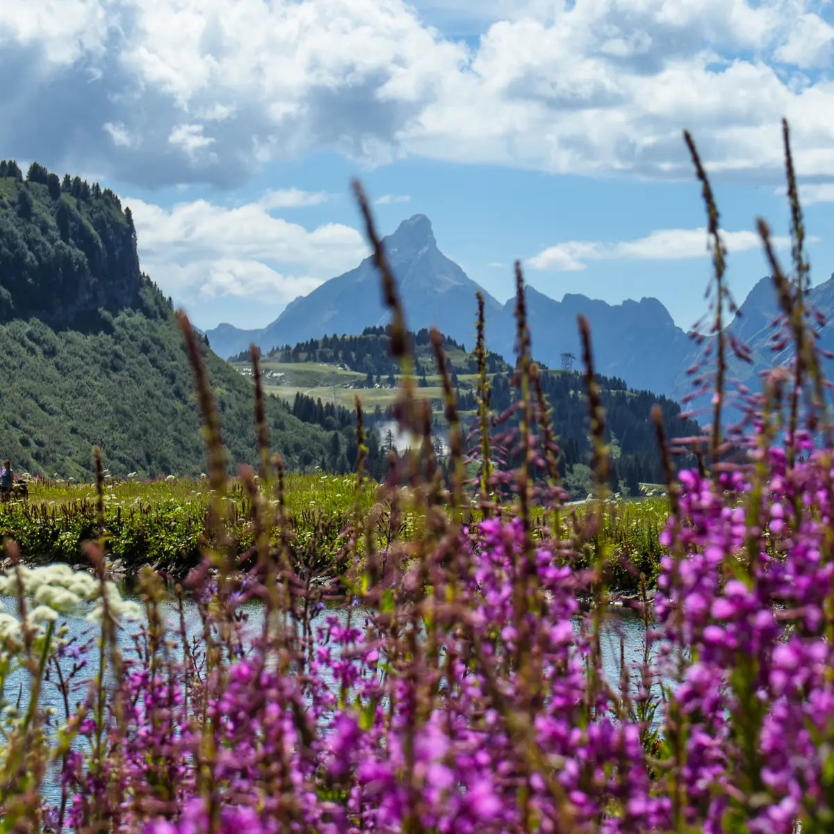 Vue sur le lac de Vernant et la Pointe Percée avec des fleurs en premier plan