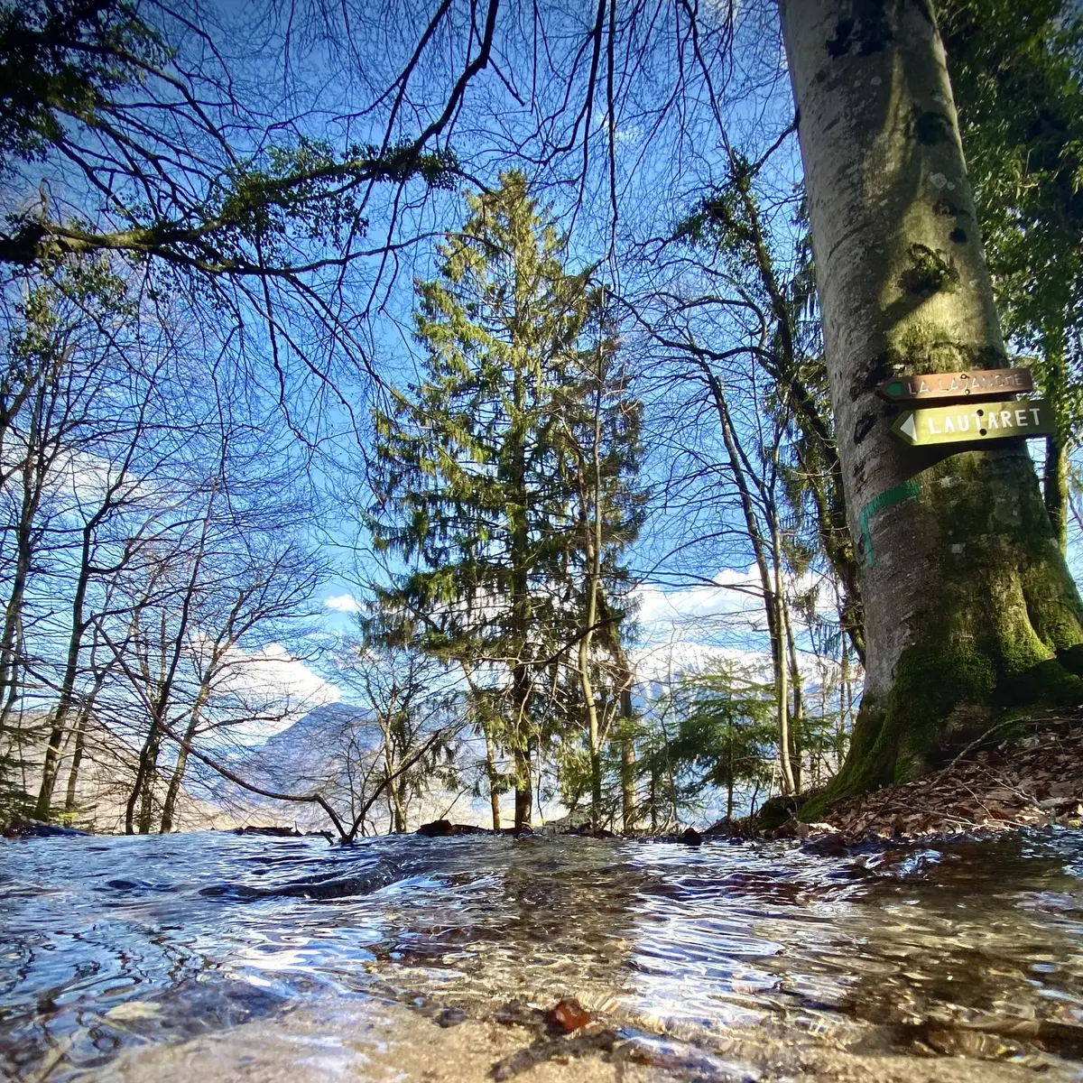 Fôret de viuz
