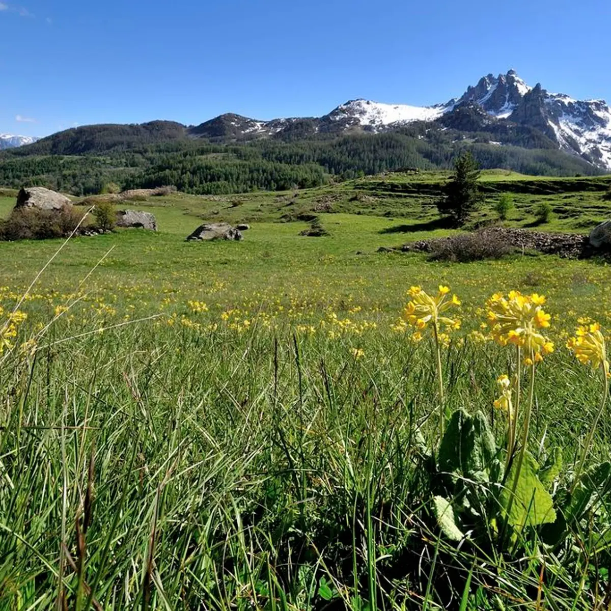 Les aiguilles de Chabrières vues du Clot du Fort au printemps