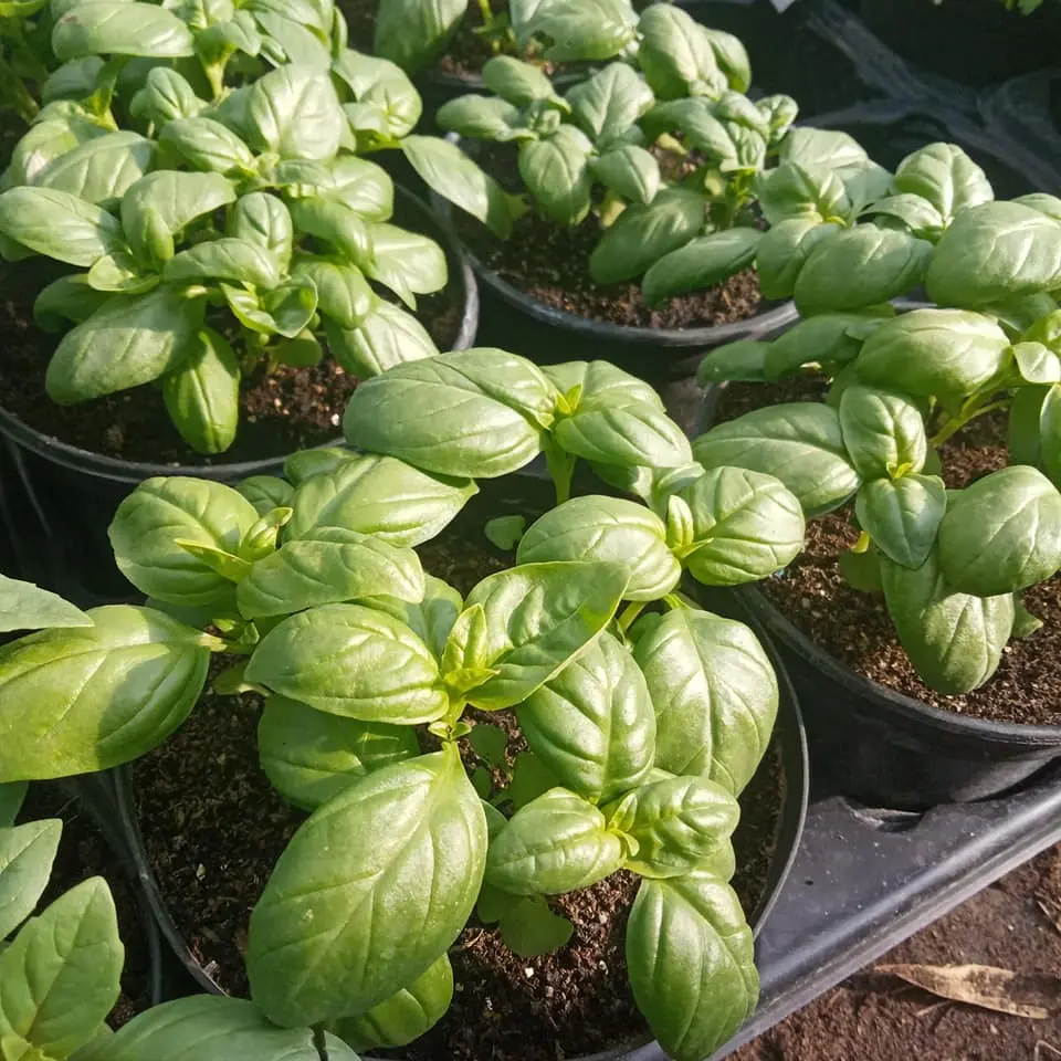 Potager de la Musiquette