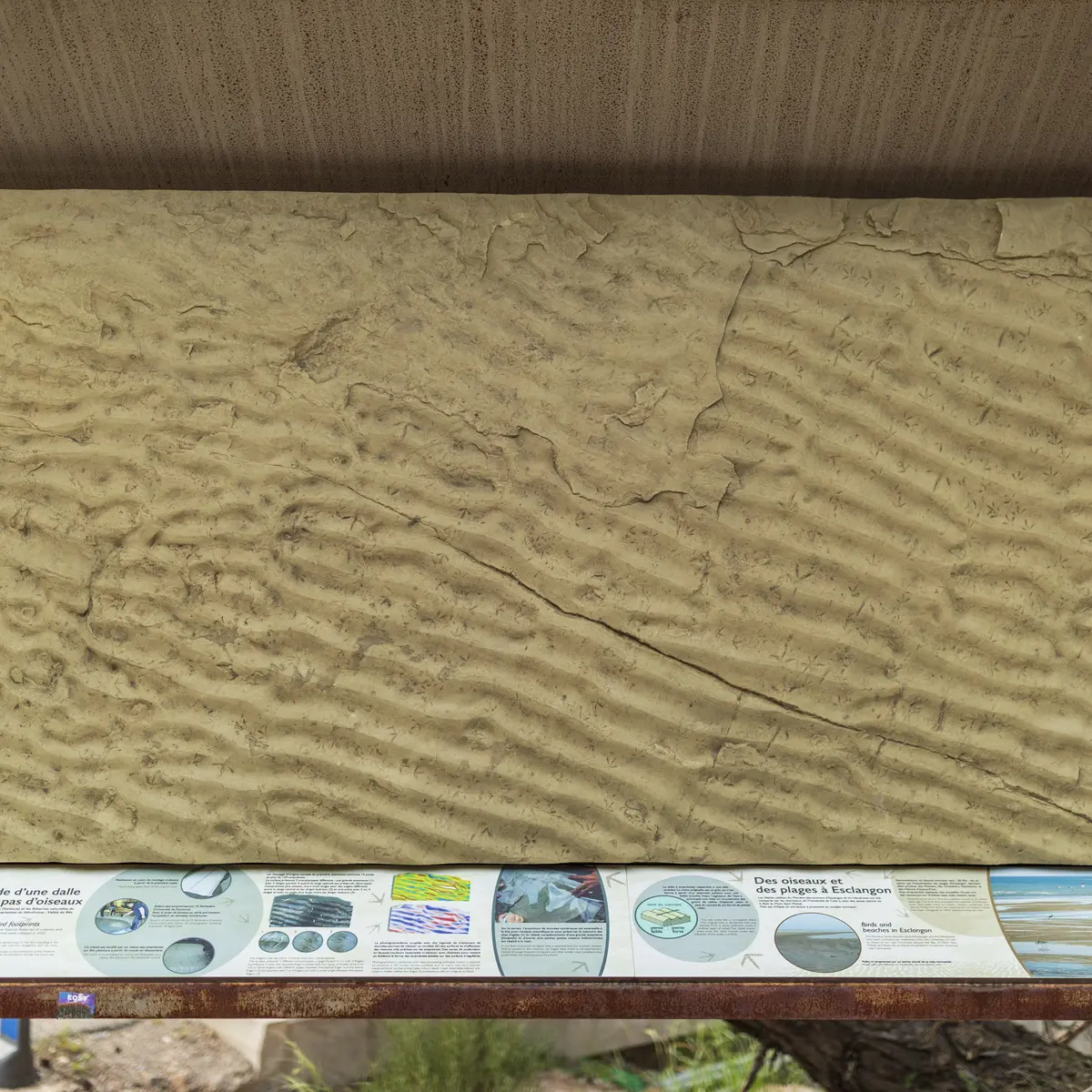 Les empreintes de pas d'oiseaux