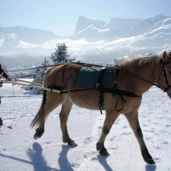 Les Sabots de Vénus à La Roche des Arnauds