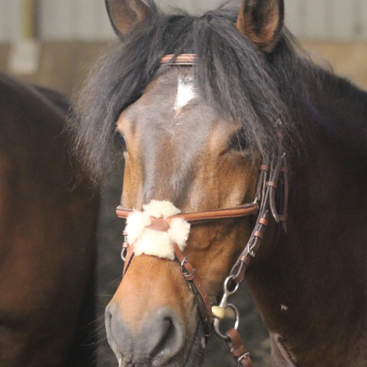 Centre équestre de Thônes
