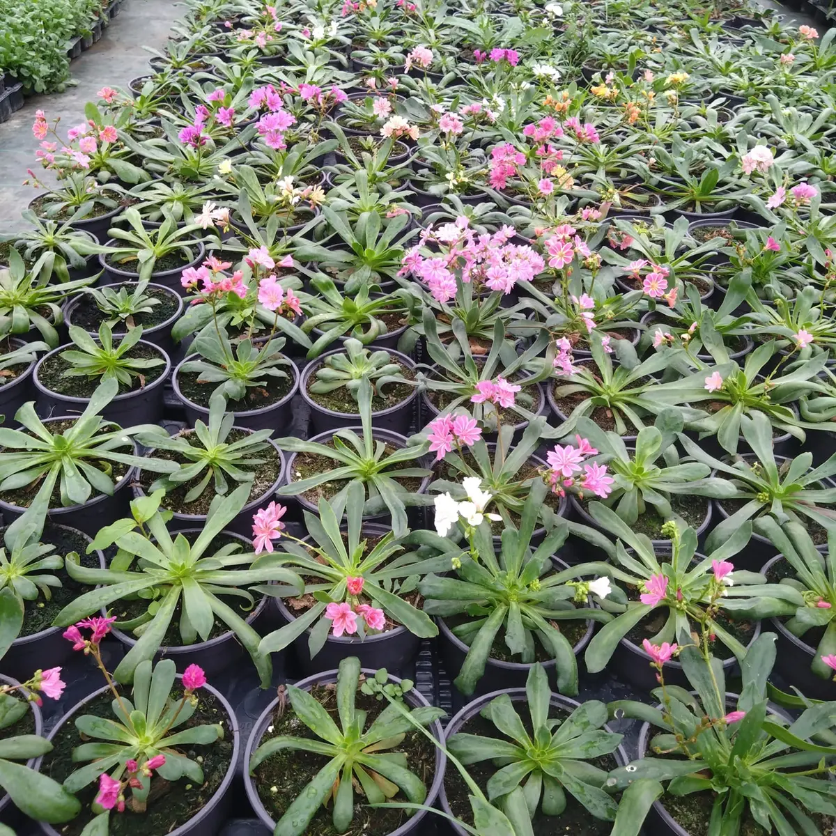 Potager de la Musiquette