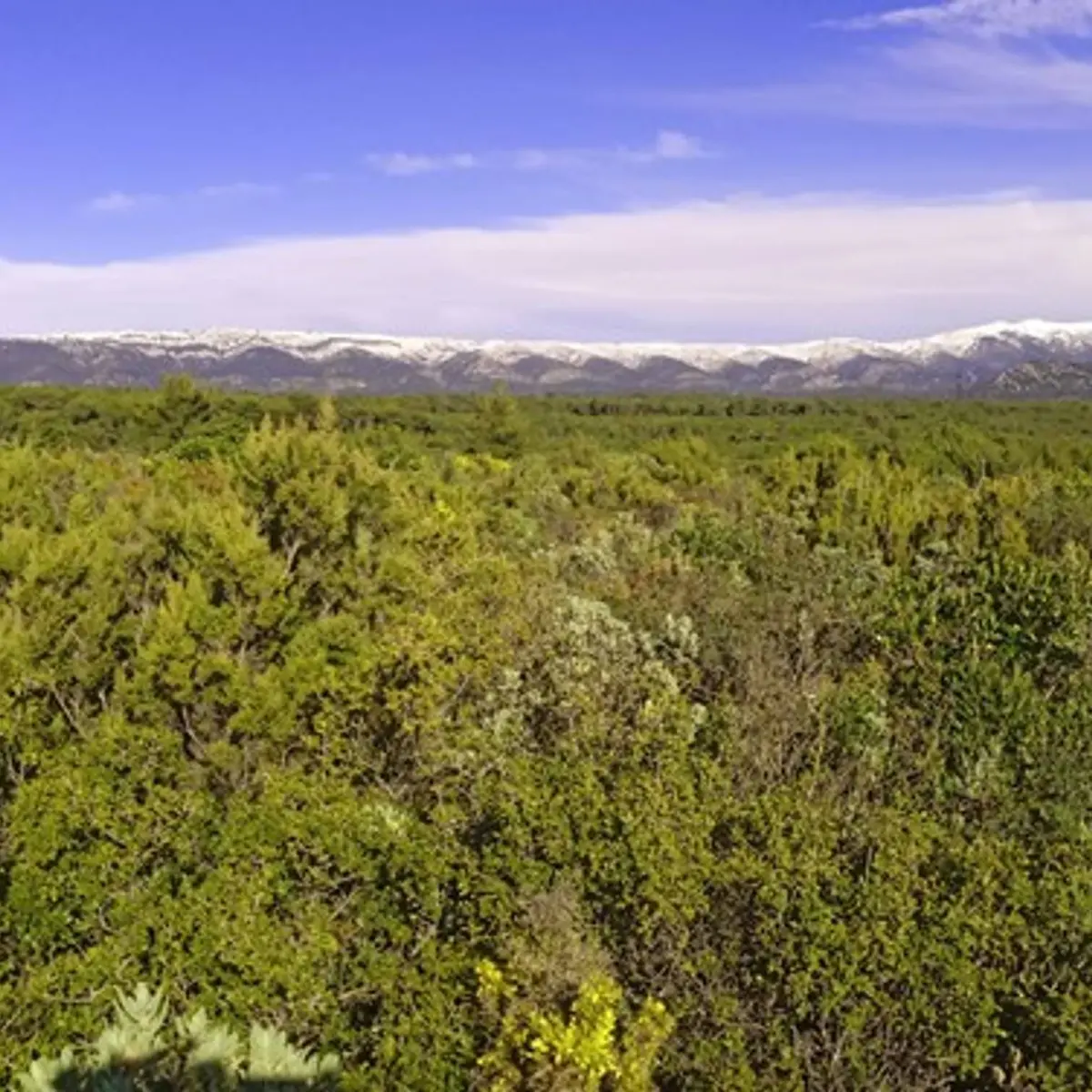 La Sainte-Baume enneigée comme toile de fond