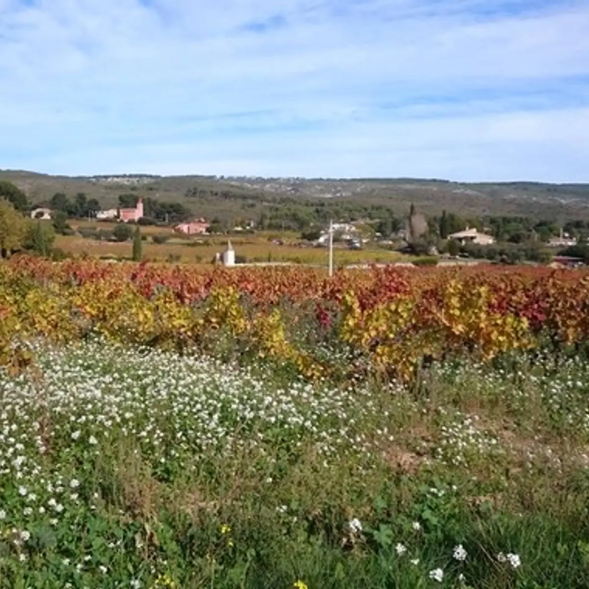 Les vignes à l'automne