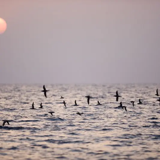 Sortie dauphins et coucher de soleil