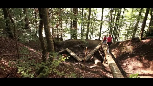 vidéo de la forêt des dodes