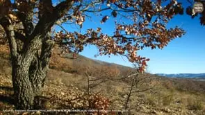 maison de la truffe d'aups et du verdon