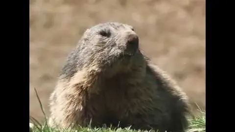 colonie-de-marmottes-des-saisies