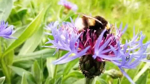 Les jardins de la Cité des insectes