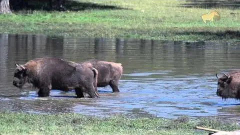 La Réserve Biologique des Monts d'Azur à Thorenc (Par Patrice Longour)