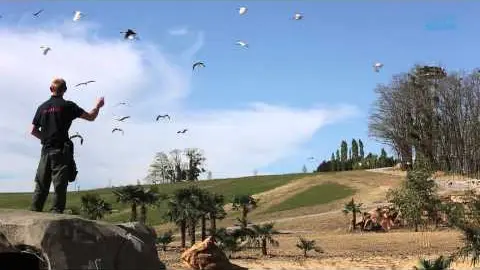 Le ZooParc de Beauval présente "Les Maîtres des Airs", son nouveau spectacle d'oiseaux
