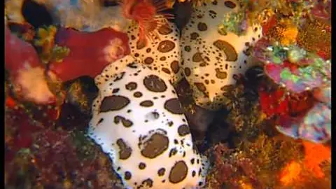 l'île de port-cros chez c'est pas sorcier