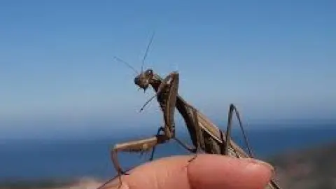 Le musée de la Cité des insectes