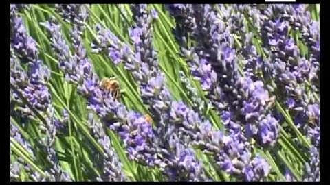 distillerie bleu provence