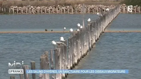 video salins pesquiers hyeres