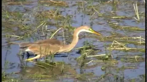 Les oiseaux migrateurs du Lac du Der en Champagne