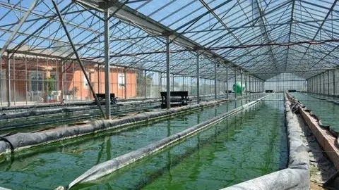 spiruline des îles d'or