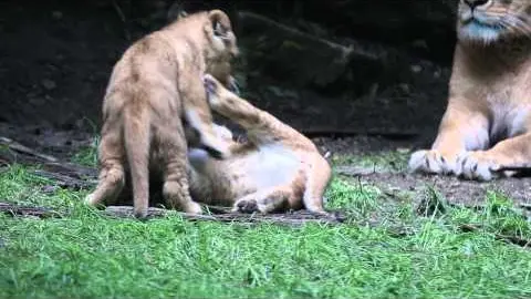 Les Clins d'Œil de Beauval : jeux de lionceaux