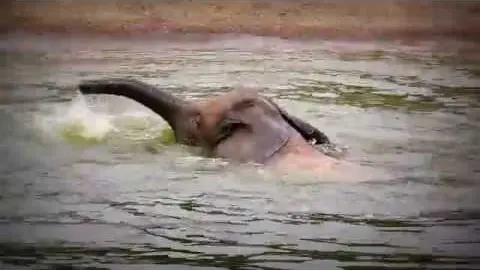 Les Clins d'Œil de Beauval : le bain du Prince