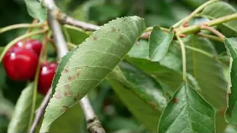 Les cerises de la vallée du Tarn