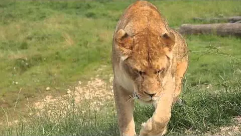 "Marche avec les lions" - Nouveauté 2013