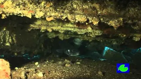 la barge aux congres a port cros