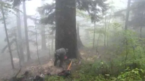 Thibaud et son sapin de 23 m3