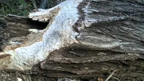 les jassines à  moydans