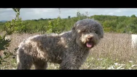 Lancement de la saison - Marchés aux truffes 2021 - 2022