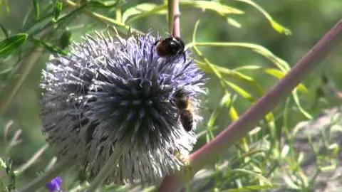 reportage bienvenue au jardin botanique