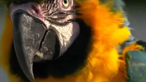 Le Spectacle d'Oiseaux en Vol