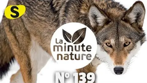 le loup et la perdix