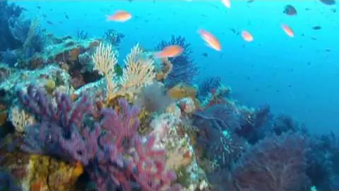 une superbe plongée au cap d'armes