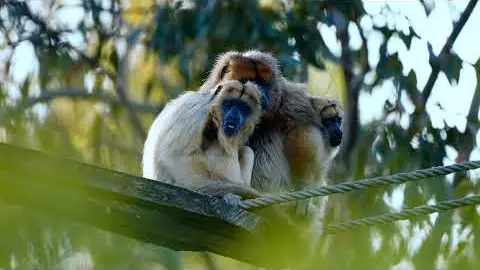 Parc Animalier & Botanique de Branféré 2021