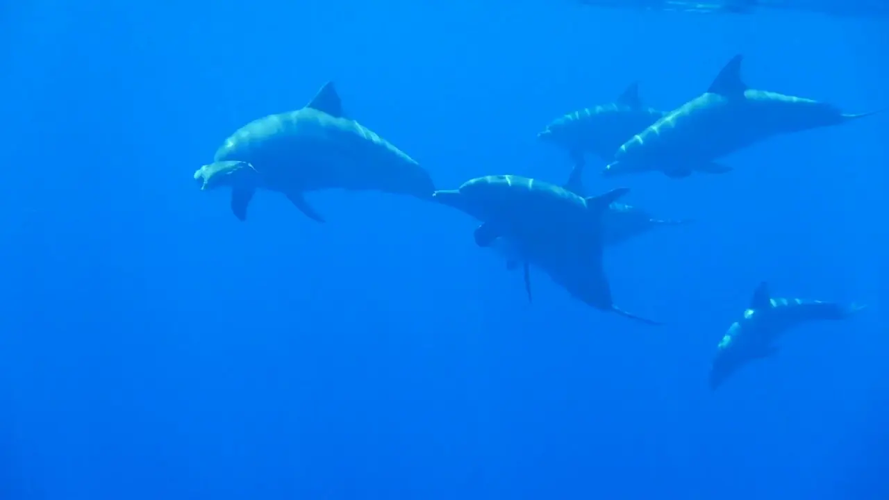 Partir à la rencontre des dauphins à La Réunion